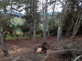 Small dry forest with fallen trees